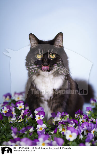 Sibirische Katze / Siberian Forest Cat / JP-01526