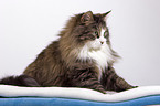 Siberian Forest Cat