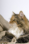 Siberian Forest Cat