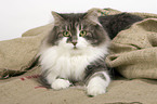 Siberian Forest Cat