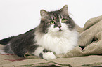 Siberian Forest Cat