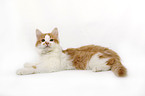 lying Siberian Cat