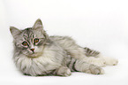 lying Siberian Cat