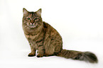 sitting Siberian Cat