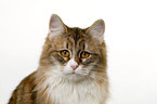 Siberian Cat Portrait