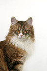 Siberian Cat Portrait