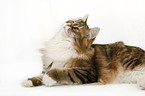 lying Siberian Cat