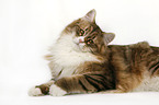 Siberian Cat