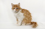 sitting Siberian Cat