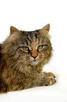 Siberian Cat