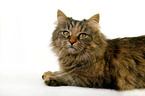 Siberian Cat