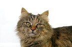 Siberian Cat