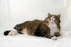 lying Siberian Cat