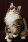 sitting Siberian Cat