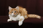 lying Siberian Cat