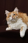 lying Siberian Cat