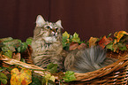 Siberian Cat in Basket