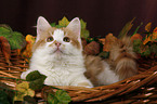 Siberian Cat in Basket