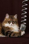 playing Siberian Cat