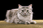 Siberian Cat