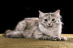 Siberian Cat