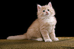 Siberian Cat Kitten