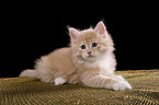 Siberian Cat Kitten