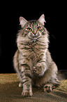 Siberian Cat