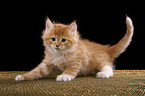 Siberian Cat Kitten