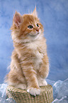 Siberian Cat Kitten