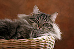 Siberian Cat