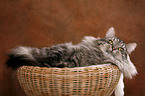 Siberian Cat