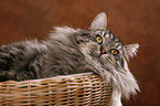 Siberian Cat