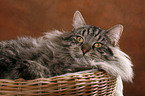 Siberian Cat