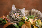 Siberian Cat