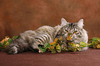 Siberian Cat