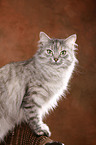 Siberian Cat