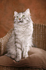 Siberian Cat