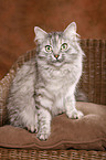 Siberian Cat