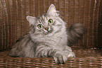 Siberian Cat