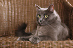 Siberian Cat