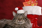 christmas tomcat