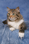 Siberian Cat