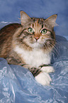 Siberian Cat