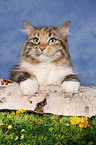 Siberian Cat