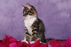 sitting Siberian Cat