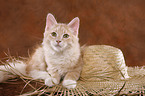 Siberian Forest Cat