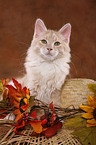 Siberian Forest Cat