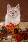 Siberian Forest Cat