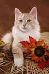 Siberian Forest Cat